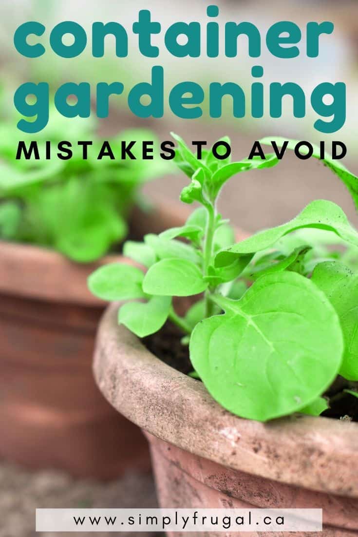 Here are 5 container gardening mistakes to avoid so you can grow a successful garden! #gardening #containergardening #vegetablegarden