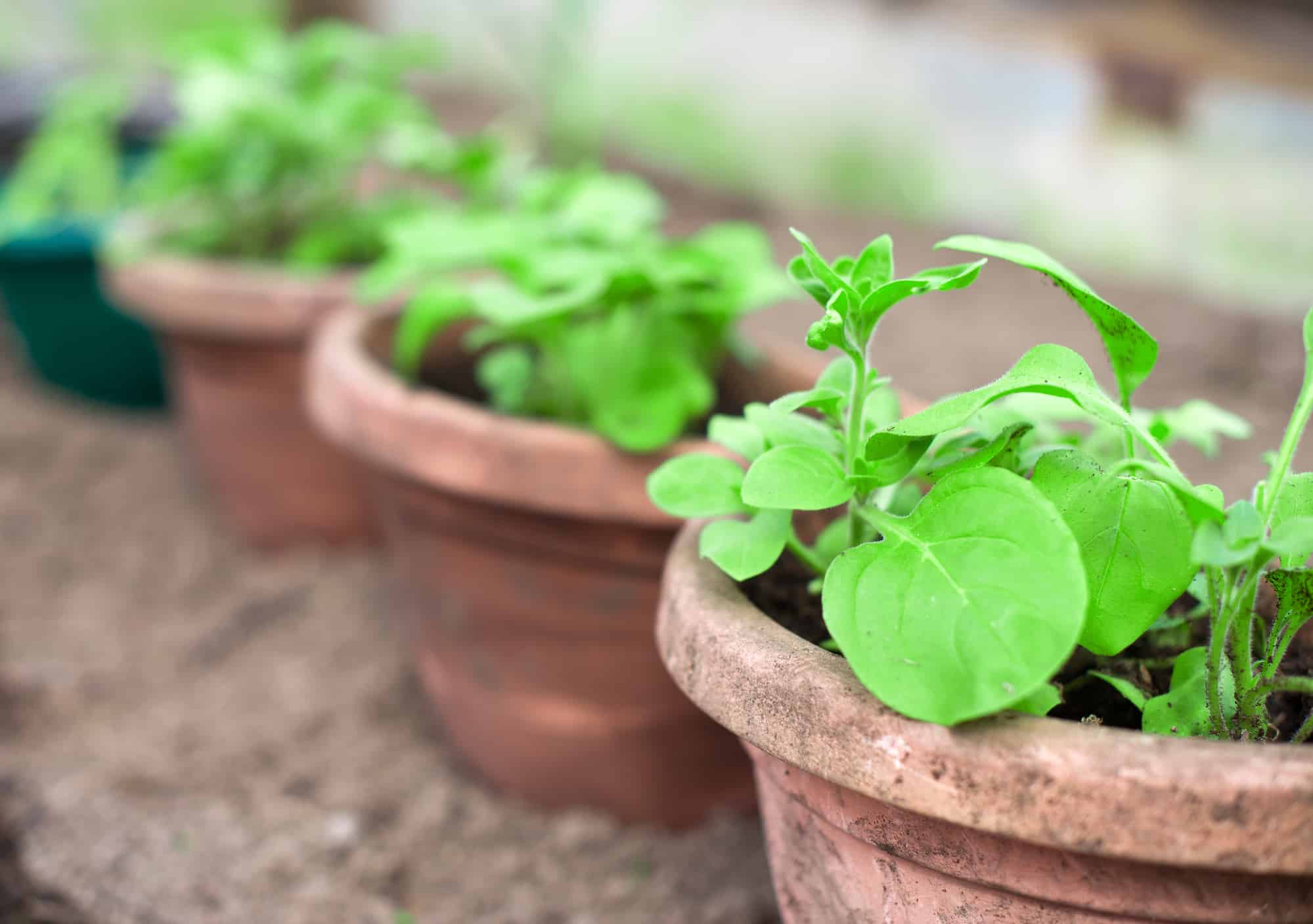 5-container-gardening-mistakes-to-avoid