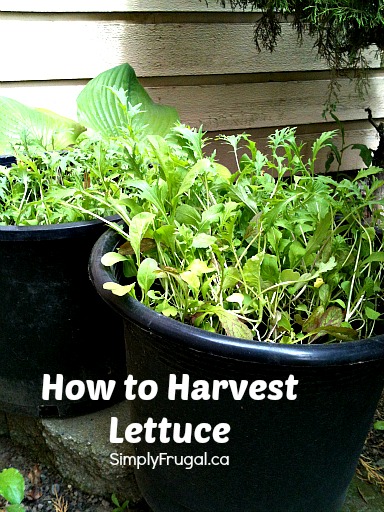 How to harvest lettuce