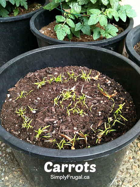 carrots