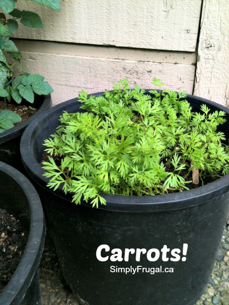 carrots