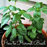 How to Grow Potatoes in a Container