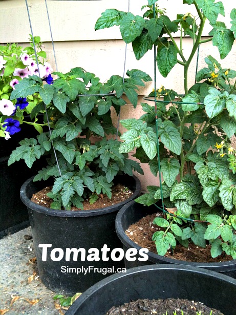 tomatoes