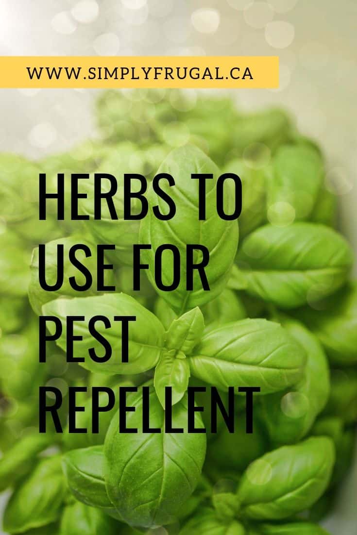 Have you got some pesky pests you're dealing with in your yard? Here are 5 Herbs to use for pest repellent!