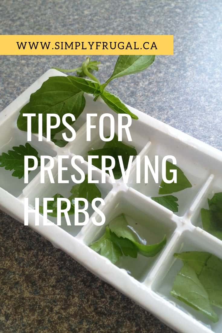 Take a look at some helpful ways to preserve your herbs and have them available to you all year long.