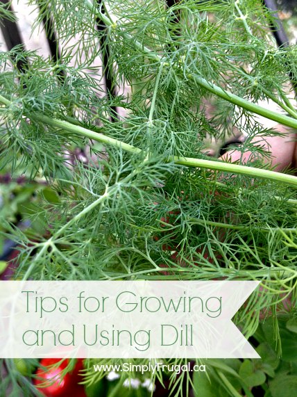 Tips for Growing and Using Dill