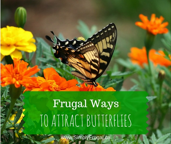 7 Frugal Ways To Attract Butterflies To Your Garden