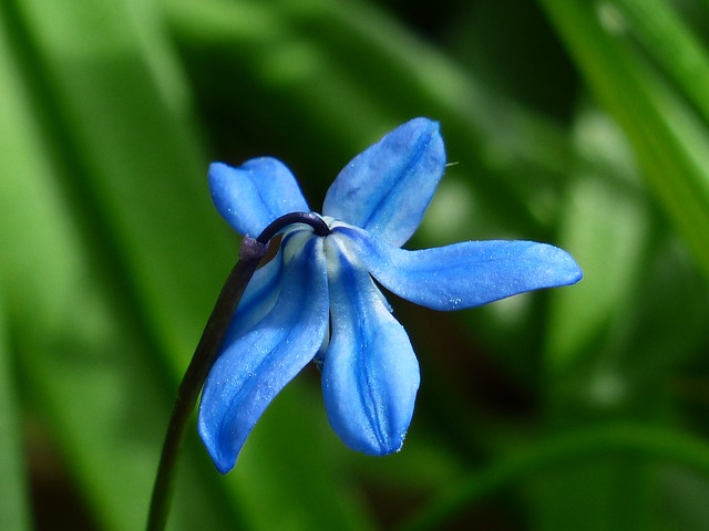bluebell-115283_640