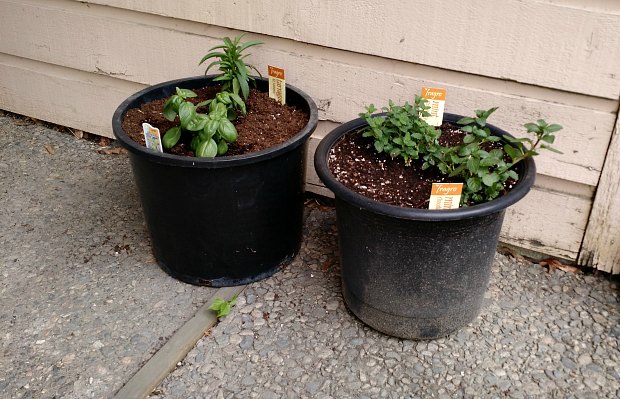 herbs