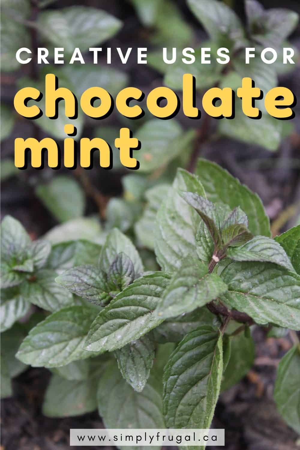 If you grow chocolate mint or are considering it, take a look at these creative uses for chocolate mint that you must try! #herbs #gardening #grow