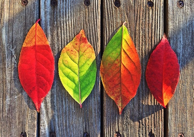 leaves-1051937_640