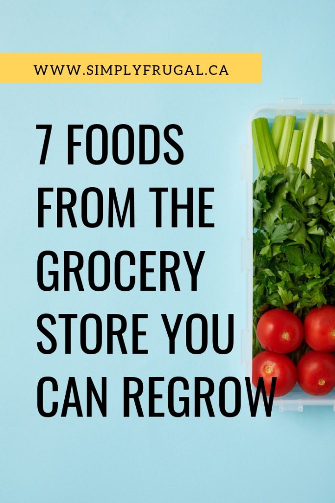 Did you know that many of the scraps from foods you purchase on a regular basis from the grocery store can be regrown in your very own kitchen? Instead of throwing away food scraps, you can start thinking differently about them! Here are 7 foods from the grocery store that you can regrow in the comfort of your home.