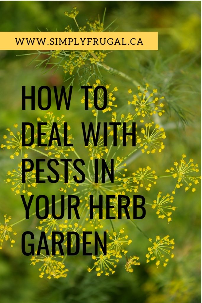 A beautiful herb garden is a great addition to your home but can be difficult if pests find your garden a good home to live in. With a little planning and maintenance, you can protect your garden and help it thrive. Here are 5 tips to help you out.
